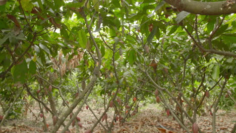 Arbol-De-Cacao-En-America-Del-Sur