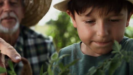 Video-Eines-Jungen,-Der-Zusammen-Mit-Seinem-Großvater-Tomaten-Pflückt