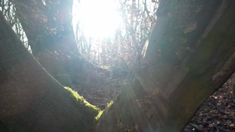 Mossy-woodland-forest-tree-trunks,-Sun-rays-shining-through-glowing-wilderness-branches,-Dolly-right