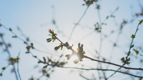 brotes de primavera en las ramas