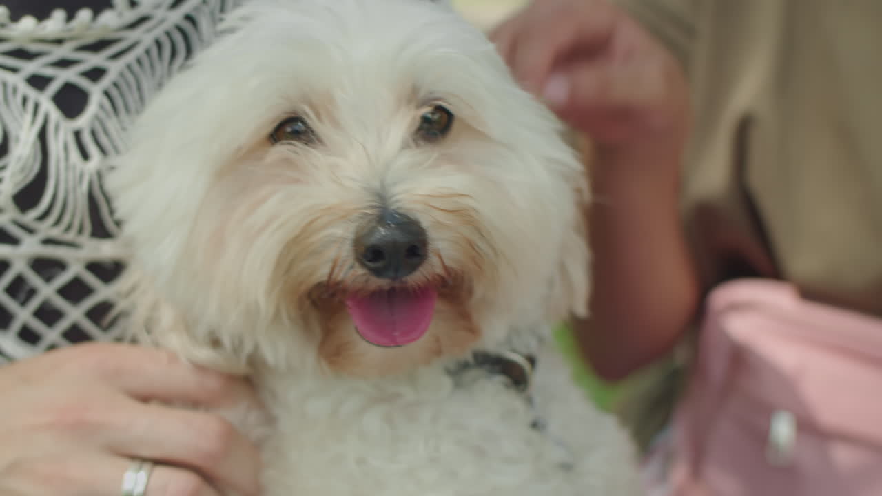 Girls Petting Cute Dog and Smiling Outdoors