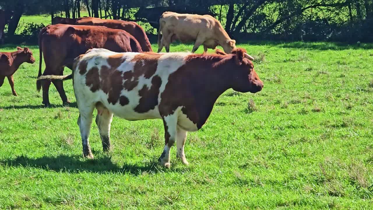 Una grande mucca marrone e bianca in piedi in un campo verde in una giornata di sole, tracking follow