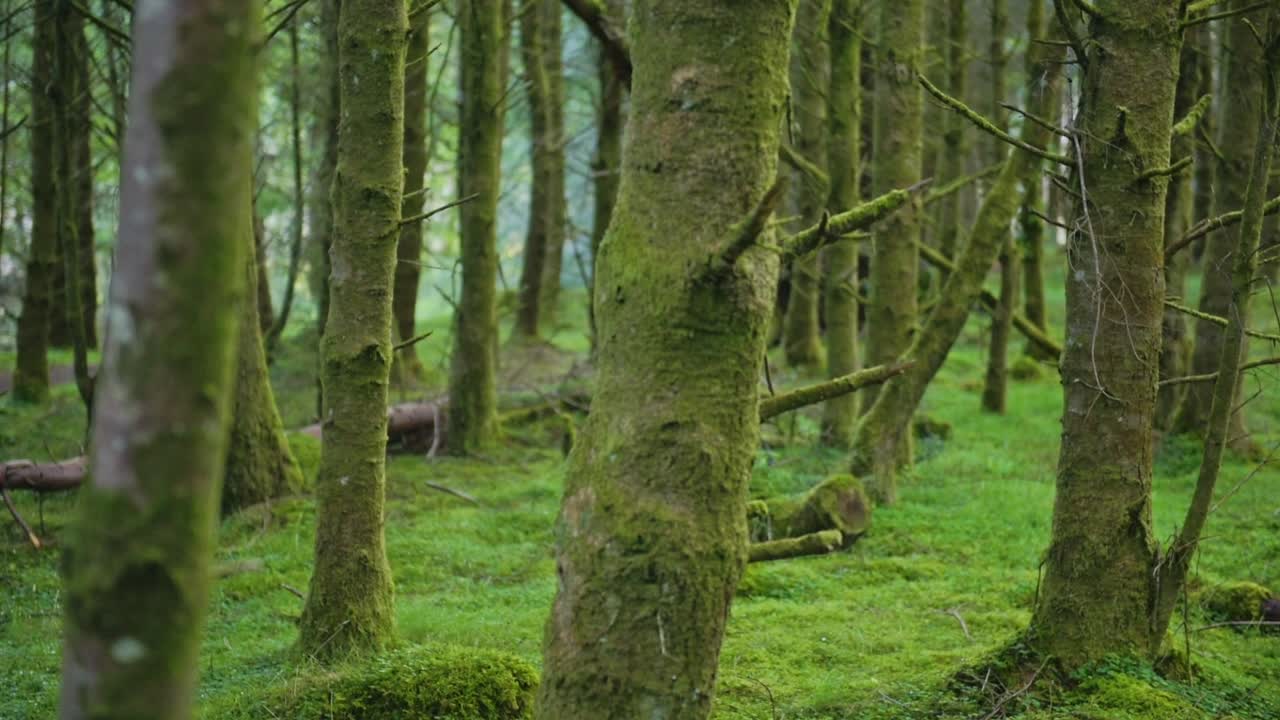 Trees covered in moss in the middle of a scottish highland bright green forest