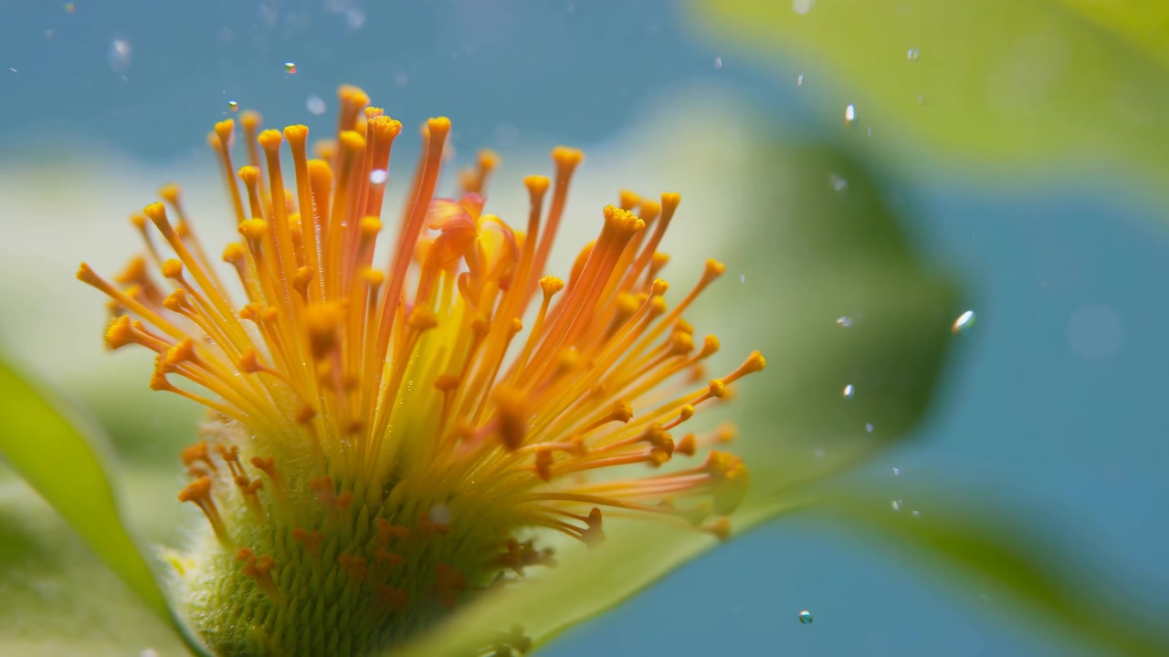 Primo piano macro di un fiore giallo-arancio tra morbide foglie verdi, con bolle fluttuanti e uno sfondo blu sfocato in una luminosa luce naturale.