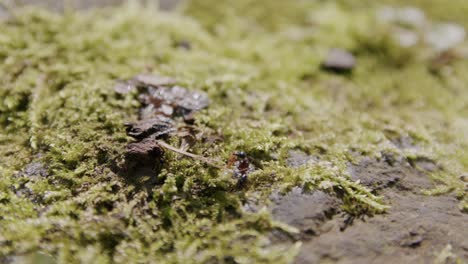 ant gathering food and cleaning