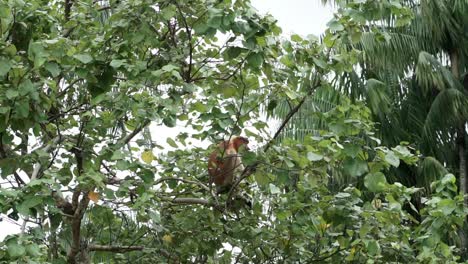 mono narigudo sentado en la copa de un árbol comiendo laves en la selva de borneo