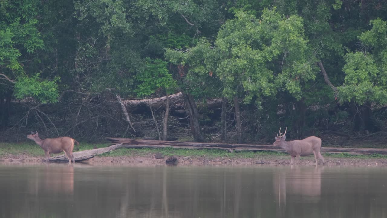 Sambarhjort, Rusa unicolor, Thailand.