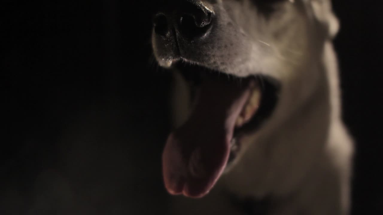 White dog breathing in the dark cellar.