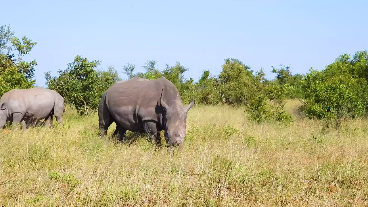 Two White Rhinos Grazing in African Savanna