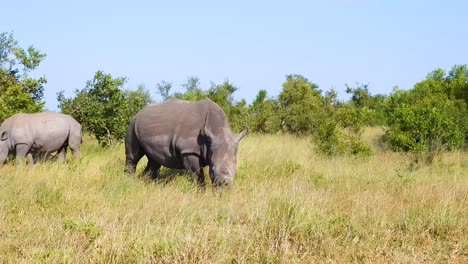 two white rhinos grazing in african savanna