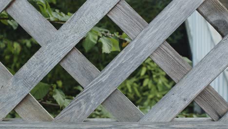 Crossed-wooden-sticks-with-plants-swinging-in-the-wind-behind