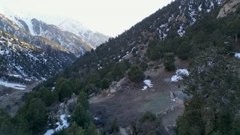 la belleza graciosa de los árboles de la montaña