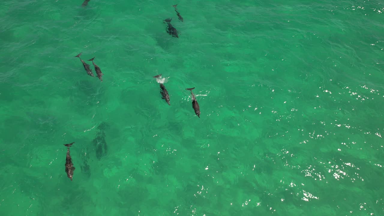 Common Bottlenose Dolphin Pod Swimming Under Sea Surface In New South Wales, Australia. aerial shot