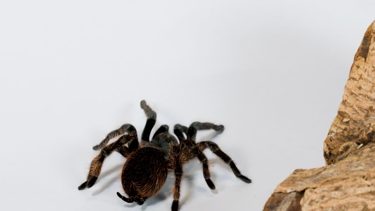 Tarantola pelosa si muove lentamente vicino a un ramo di legno ruvido su uno sfondo da studio bianco pulito