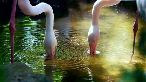 flamingo feeding on pond in morning.