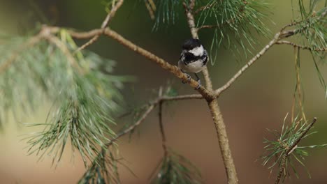 Carbonero-O-Cole-Tit-Pájaro-Posado-En-Una-Rama-De-árbol