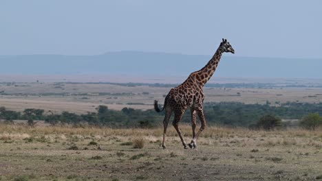 a giraffe walking at the maasai mara national reserve in kenya