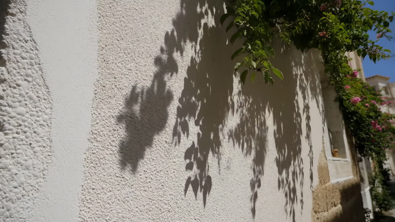 Wall with plant shadow
