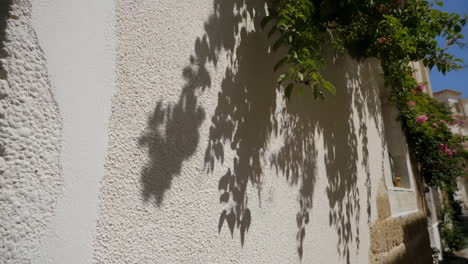 wall with plant shadow