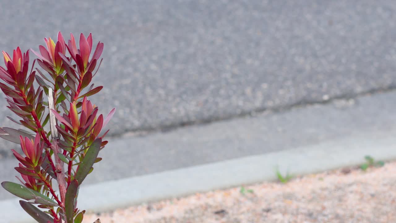 멜버른 거리  에 있는 레우카덴드론 식물