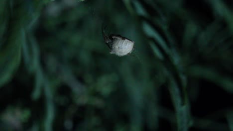 Orb-Weaver-Spider-Hüpft-Im-Wind-In-Geduckter-Position-Auf-Dem-Netz-Und-Rennt-Davon