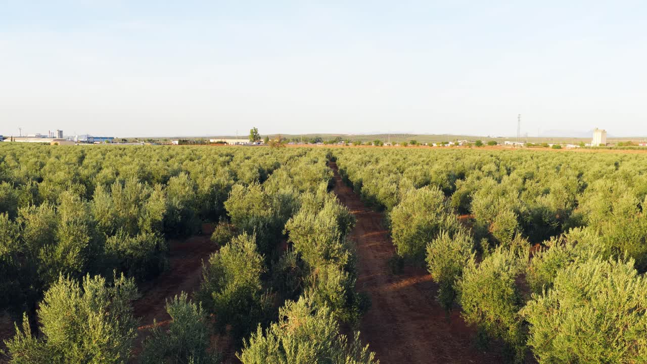 Vista aerea di un paesaggio di uliveto