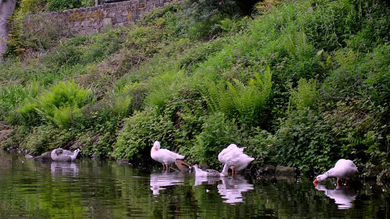 Groupe d'oies se reposant sur un canal anglais, images en temps réel.