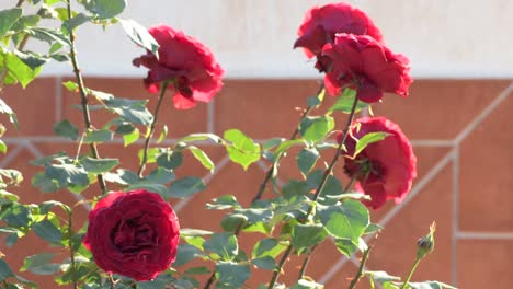 red roses in a garden