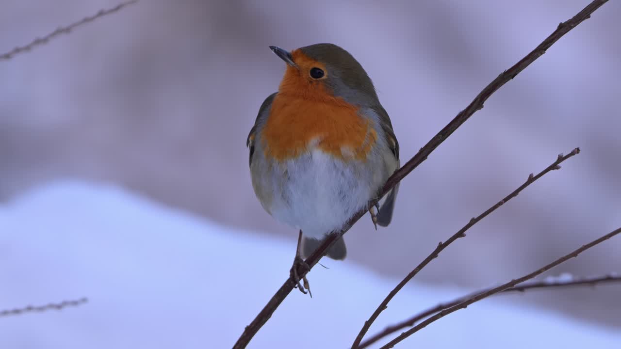 European robin sits fluffed up on branch with red chest, breathing fast to stay warm in cold