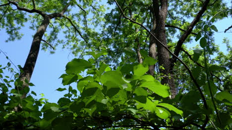 Brood X Cicadas fly in forest undergrowth