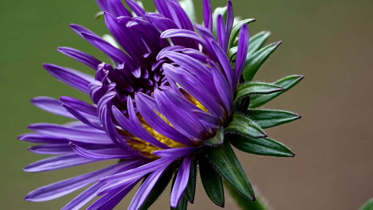 Lapso de Tempo de uma Flor de Áster Roxa Desabrochando