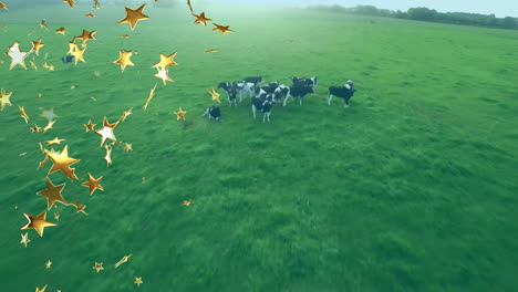 holstein cows grazing across green pasture in aerial flat design, showcasing golden star overlays