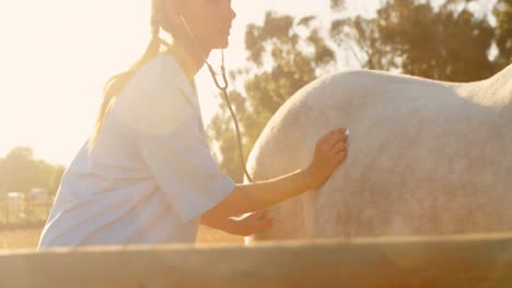 veterinarian doctor checking the horse 4k