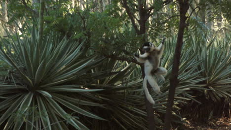 zeitlupenaufnahme von sifaka verreauxi, die eine lange distanz überbrücken, indem sie in aufrechter position über den boden hüpfen