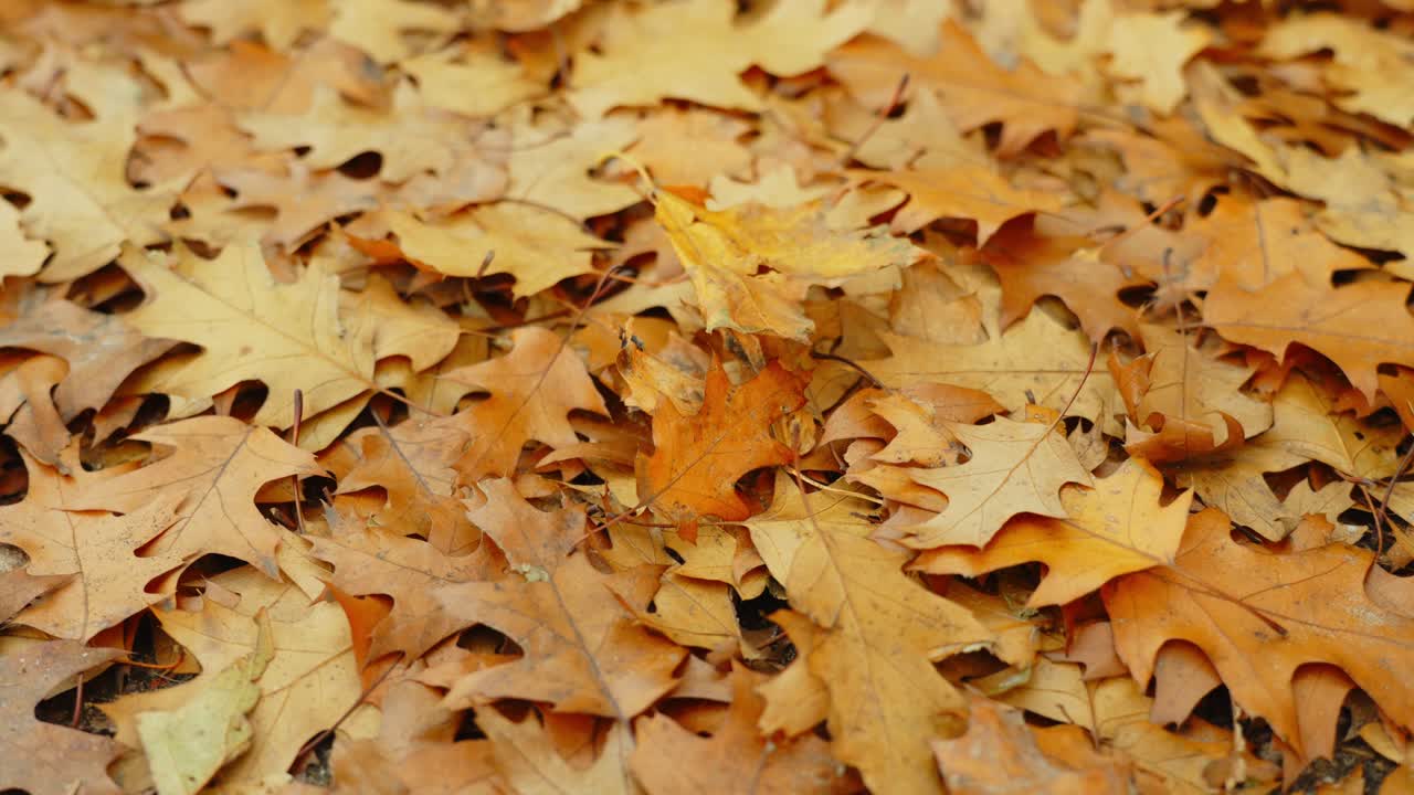 Foglie di quercia dorate che cadono a terra in autunno, di colore giallo brillante