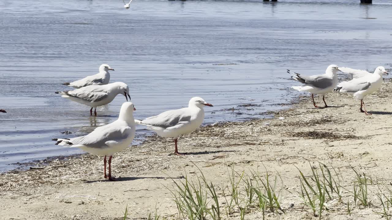 Il gabbiano dal becco rosso gioca in acque poco profonde e distese di fango delle zone umide australiane, mostrando un comportamento naturale e interazione con l'ambiente in una tranquilla scena all'aperto.