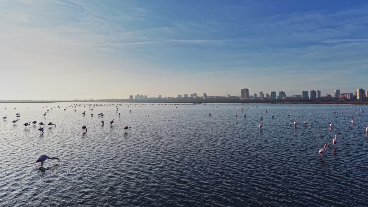 Flamingos stand in water against city skyline in bright daylight