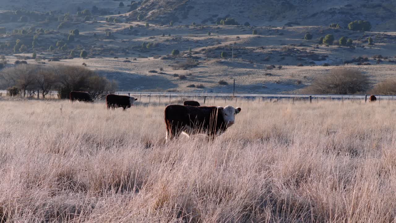 Ripresa aerea dal basso con drone di mucche su un pascolo montano in una valle rurale in Patagonia, Argentina, di giorno