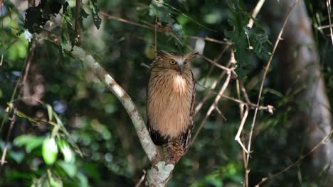 Staring-down-towards-the-water-as-reflected-sunlight-shines-on-it-body-while-the-wind-blows-in-the-forest,-Buffy-Fish-Owl,-Ketupa-ketupu,-Khao-Yai-National-Park,-Thailand