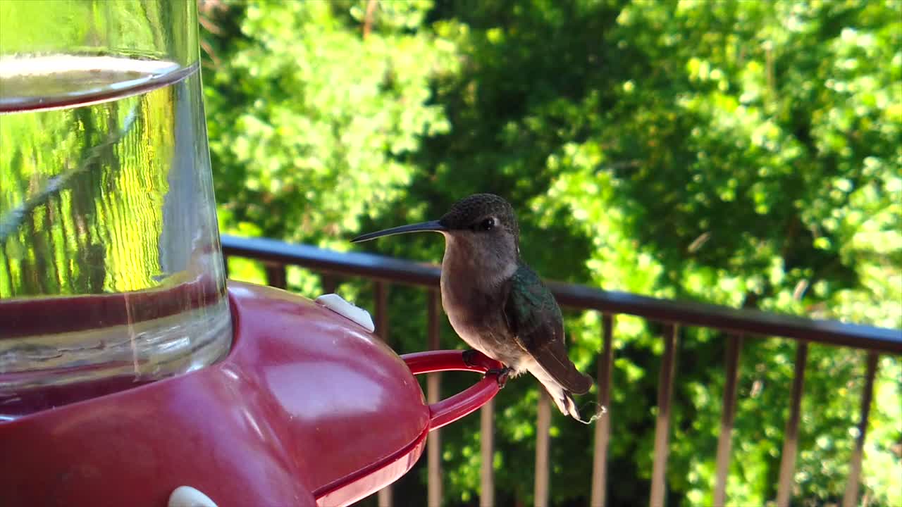 en un patio trasero en los suburbios, un pequeño colibrí con plumas verdes se sienta en un comedero para pájaros en cámara lenta tomando bebidas