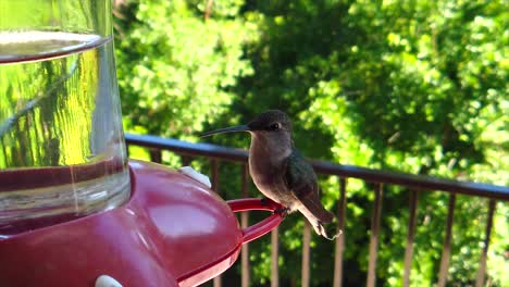 in a backyard in the suburbs, a tiny humming bird with green feathers sits at a bird feeder in slow-motion getting drinks