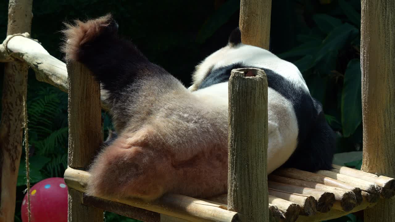 Panda, ailuropoda melanoleuca, resting lazily on a wooden platform, sleeping peacefully, breathing heavily and snoring in the afternoon on an idyllic day with the leg lifted up high.
