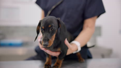 hands, puppy and stethoscope with a pet at the vet