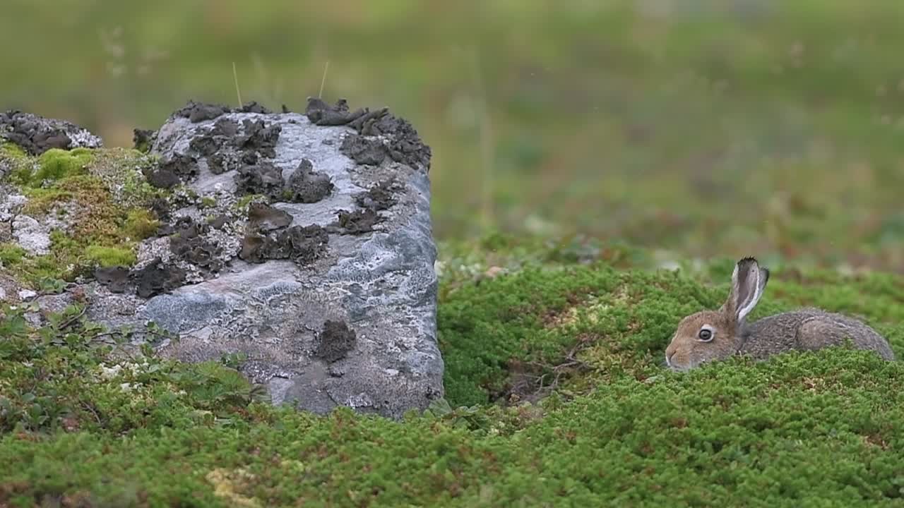 Vildbergsfälthare Lepus timidus i norskt bergslandskap
