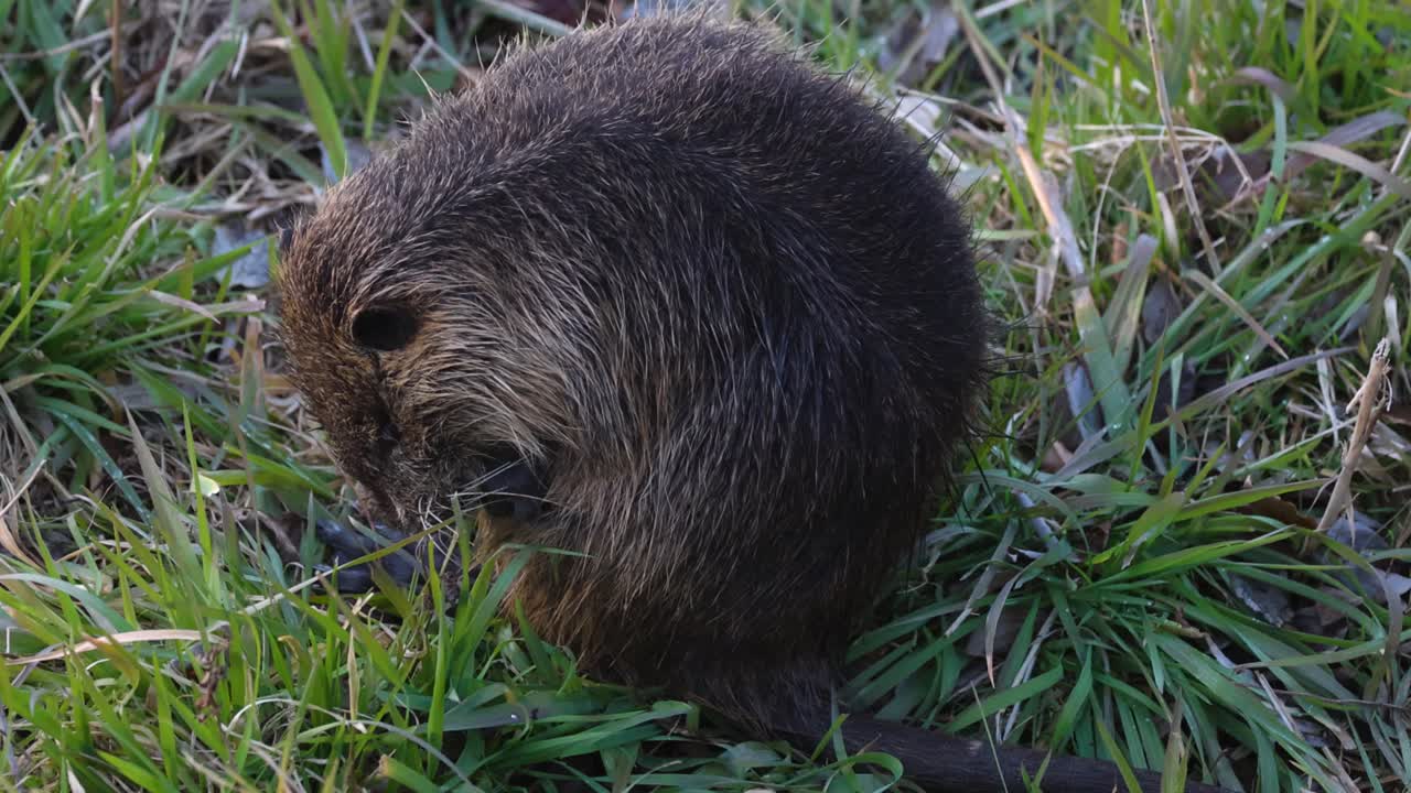 Nutria che si nutre di erba, muovendosi lentamente