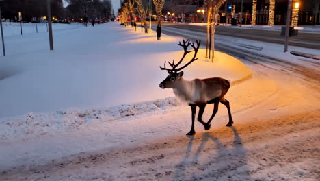reindeer in a snowy city street at night