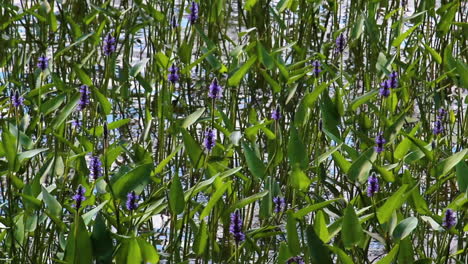 a slow pan of water lilies blowing in the wind