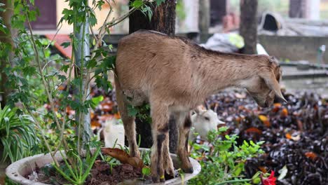 a goat navigates and feeds in a lush environment.