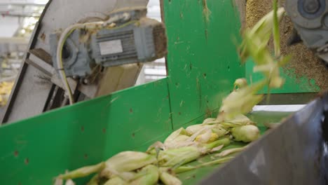 corn moving along a conveyor belt in a food processing factory