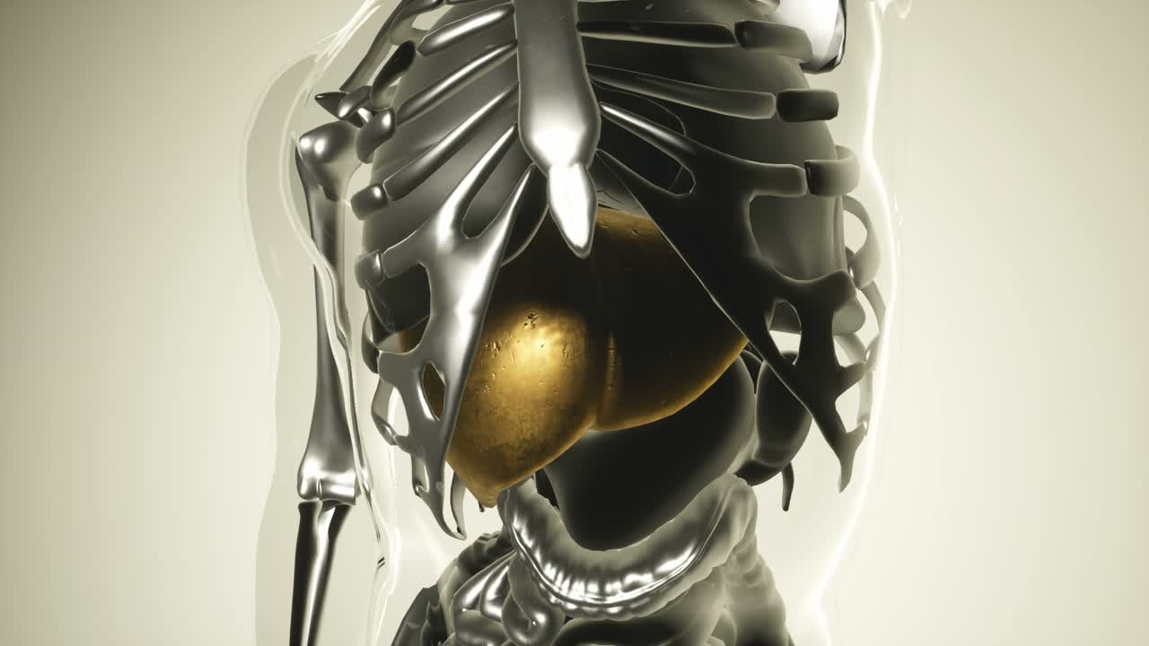 modelo de estómago humano con todos los órganos y huesos